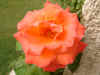 DSC00101.JPG (535548 bytes)