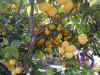 Citroniers.jpg (138959 bytes)