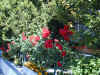 DSCN0217.jpg (398172 bytes)