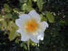 DSCN0228.jpg (251562 bytes)