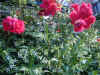DSCN0312.jpg (380174 bytes)