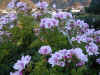 Fleurs 1.jpg (134938 bytes)