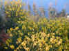 Fleurs 2.jpg (187813 bytes)