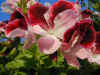 Fleurs 3.jpg (88733 bytes)