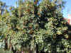 ASCN0037.jpg (460474 bytes)