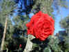 DSCN0127.jpg (314874 bytes)