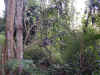Buki Tima Reserve 2.jpg (83234 bytes)