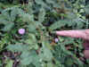 CSCN0111.jpg (330756 bytes)