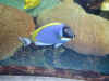 sentosa blue tang.jpg (114619 bytes)